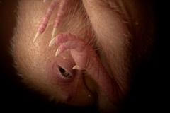 Animace zobrazuje dinosauří embryo uvnitř zkamenělého vejce