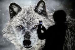 Vlk příroda biodiverzita