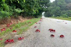 Každoroční krabí migrace zaplavila silnice Vánočního ostrova