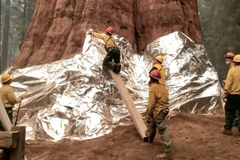 Největší strom na světě ohrožují plameny. Lidé se ho snaží zachránit, jak se dá