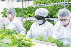 Medicago-rostlinná vakcína