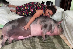 Žena v Brazílii koupila na trhu miniprasátko. Vyrostla z něj čtvrttunová prasnice