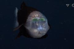 Bizarní ryba s průhlednou hlavou a zelenýma očima. Vědci ji natočili u Kalifornie