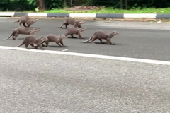 Muže v Singapuru napadla smečka vyder