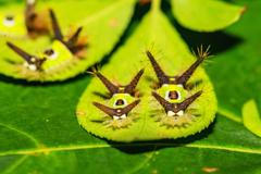 Jednorázové užití / Fotogalerie / Neuvěřitelná podívaná. Toto jsou fascinující hmyzáci jako z jiného vesmíru