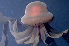 Video: Deset metrů dlouhá chapadla. Vědci zachytili v hlubinách oceánu vzácnou medúzu