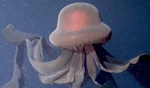 Video: Deset metrů dlouhá chapadla. Vědci zachytili v hlubinách oceánu vzácnou medúzu