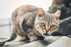 Kočka, zvířata, domácí mazlíček, ilustrační foto