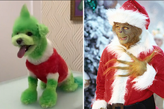 Z psího kadeřníka je hvězda internetu. Proměnil huňatého biškonka v Grinche