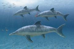 Ichthyosaurus, dinosaurus, pravěk