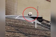 Virální optická iluze. Viděli hlavu mrtvého psa, skutečnost je ale vyvedla z míry