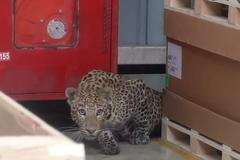 Leopard v Indické továrně