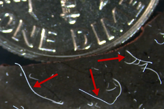 Vědci objevili enormně velikou bakterii