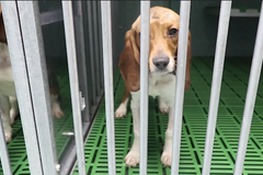 Úryvek šokujících záběrů z madridské laboratoře Vivotecnia