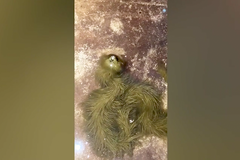 Záhadný had vypadá jako jehličnatá větvička. Nikdo neví, co je zač