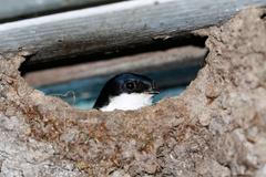 Jiřičky se roky vrací tam, kde měly hnízdo. Likvidace je nezákonná, říká ornitolog