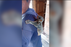 Nejošklivější zvíře všech dob nebo roztomilost sama? Lidé se zoufale nemohou shodnout