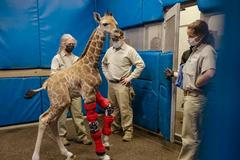 Žirafí samička Msituni se narodila s předními končetinami vychýlenými do špatného směru. Pomohl ji zkušený ortoped, který pracuje s paralympioniky.