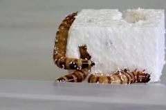 Slyšitelně mu chutná. Superčerv pomůže lidstvo zbavit plastových obalů