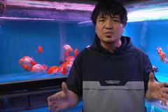 Kočárek na rybičky, Tchajwan