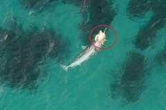 Dramatický boj žraloka a želvy zachytil fotograf. Kdo nakonec vyhrál?