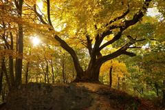 Strom roku 2022 finalisté anketa