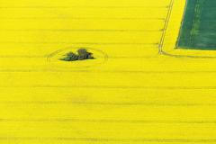 Řepkoland - letecké pohledy na žlutá řepková pole, zabírající více než desetinu půdy