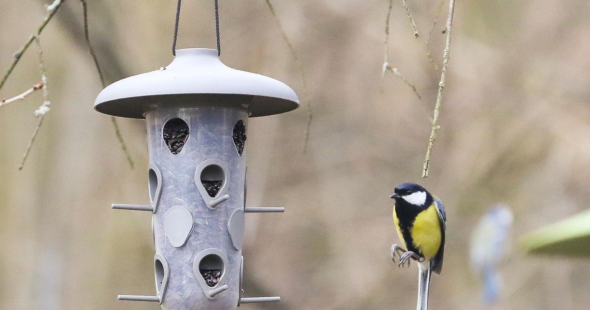 Co Čech, to ornitolog? Zájem mezi nadšenci o ptáky v digitální době roste
