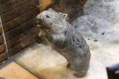 Vombat Cooper v Zoo Praha