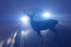 Srážka se zvěří