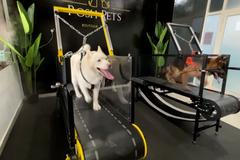 Ve Spojených arabských emirátech nově otevřeli první psí posilovnu