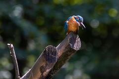 Obrazem: Lužní lesy i louky s mohutnými duby. Ze Soutoku bude nová CHKO