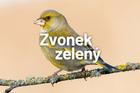 Zvonek zelený - pták roku 2022