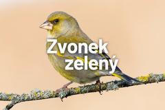 Zvonek zelený - pták roku 2022