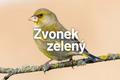 Zvonek zelený - pták roku 2022