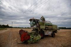 sucho maďarsko koně pastva