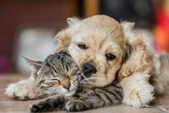 Finalisté fotografické soutěže Comedy Pet Photo Awards 2022