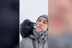 Goša udivuje neuvěřitelnou inteligencí. Populární krkavec poslechne desítky povelů