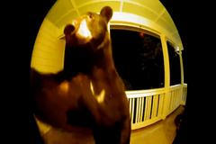 Medvěd zazvonil na zvonek