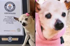 Fenka toy foxteriéra Pebbles se stala novou držitelkou titulu nejstaršího psa na světě.