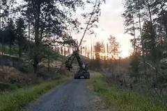 „Harvestory postupují velmi rychle.“ Vykácený pás má zabrzdit požár v Českém Švýcarsku