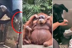 Ruce pryč! Ty brýle i novorozenec jsou moje.Tady jsou největší virály roku