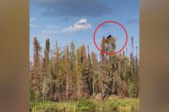 Video: Drsná zvířecí říše. Medvěd ukořistil orlí mládě z hnízda na vysokém stromě