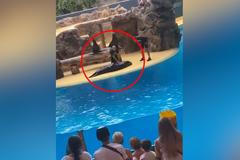 Lachtan umí hrát mrtvého