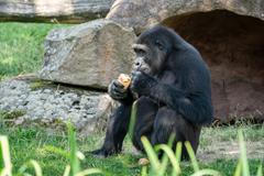 zoo praha slon gorila lední medvěd vlny veder