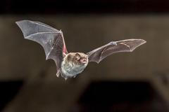 Netopýr vodní
