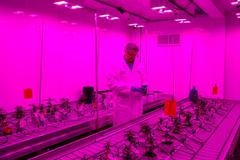 Fotogalerie / Jak se studenti se v Kanadě učí pěstovat marihuanu / Reuters / 2018