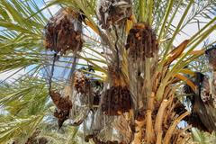 Jericho Palestina datle hospodářství