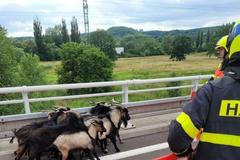 Kozy hasiči dálnice