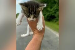 Muž našel opuštěné kotě na silnici. Z trávy pak vyběhlo dalších dvanáct